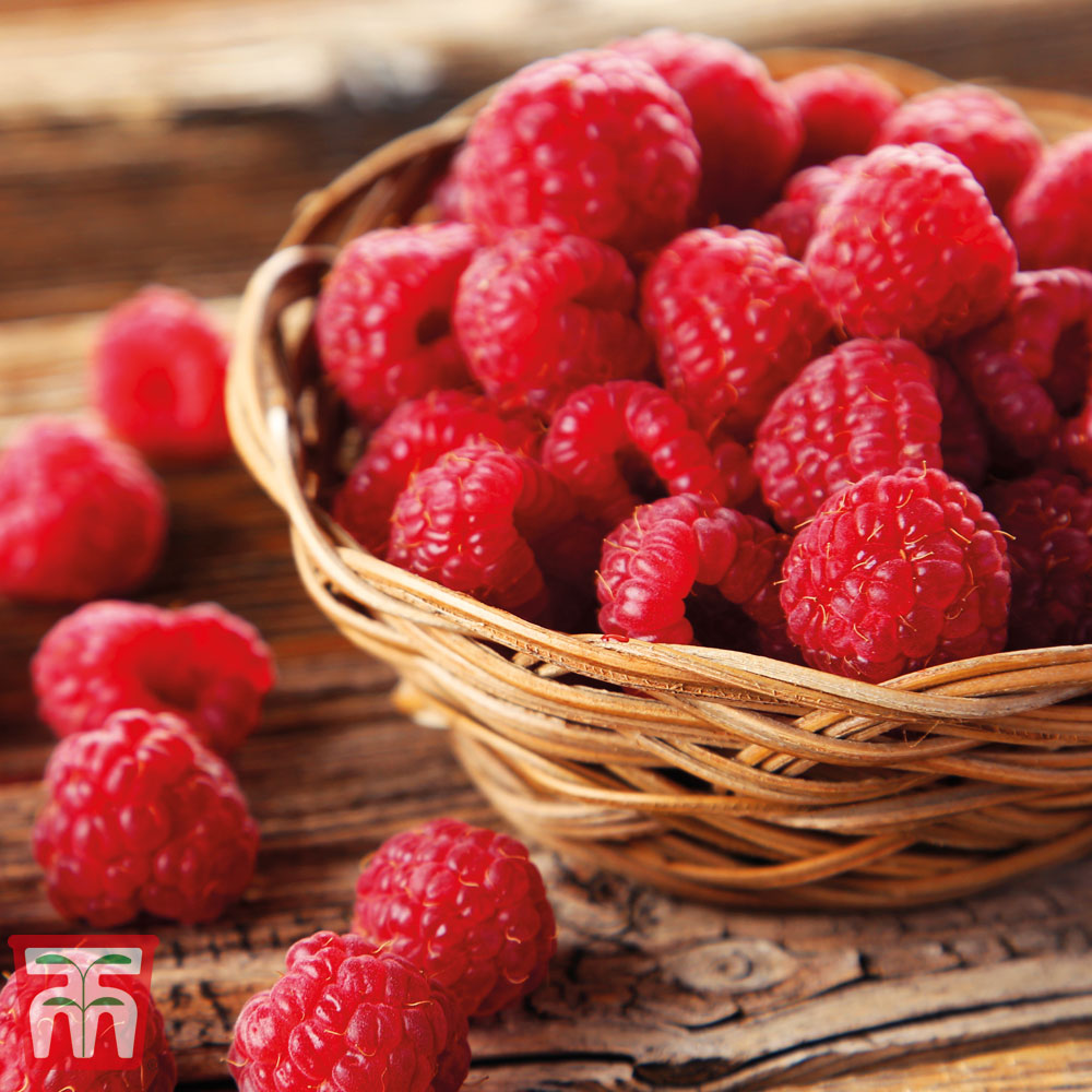 raspberry1